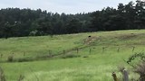 Schapen, Bordercollies, vader en zoon