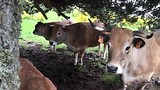 Schuilen met koeien onder één boom.