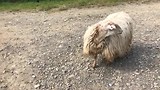 Borderschaap