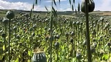 Papavervelden voor de maanzaadproductie.