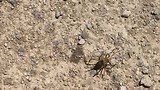 vreemd beest.