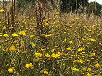 IMG_5447