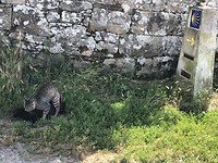 IMG_5458