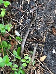 IMG_6459
