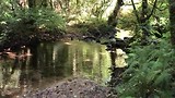 Beekje.