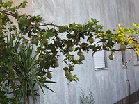IMG_7815