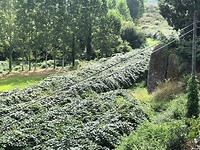 IMG_7855