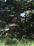 IMG_7860
