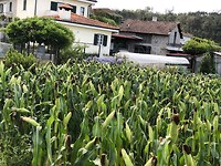 IMG_7914