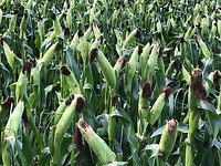 IMG_7915