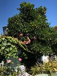 IMG_8075