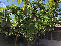 IMG_8303