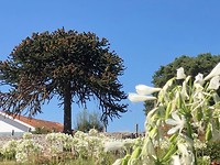 IMG_8329