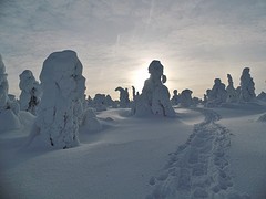 Winterwonderland