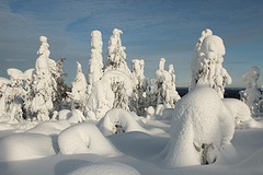 Winterwonderland