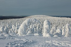 Winterwonderland