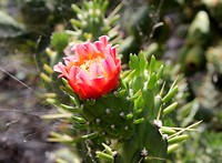 Jardim Botanico