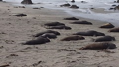 Zeeolifanten bij Piedras Blancas