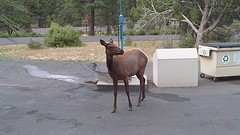 Wapiti