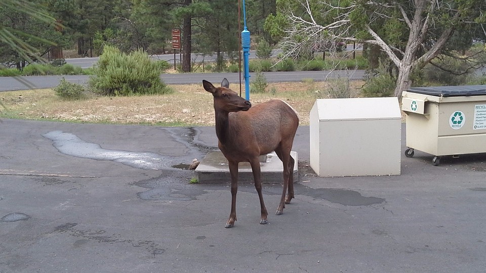Wapiti