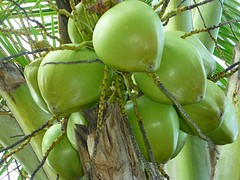 P1050488