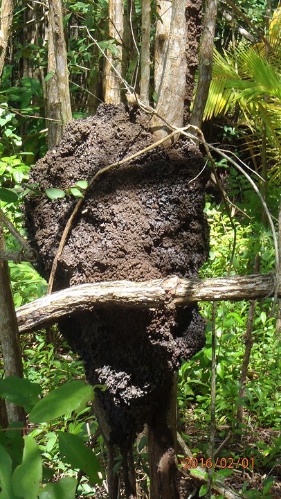 P2010121