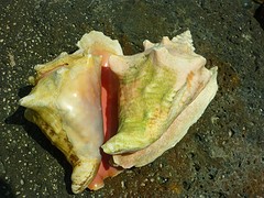 P1060246