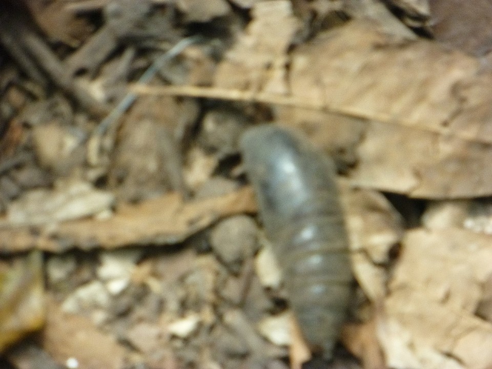 P1080441