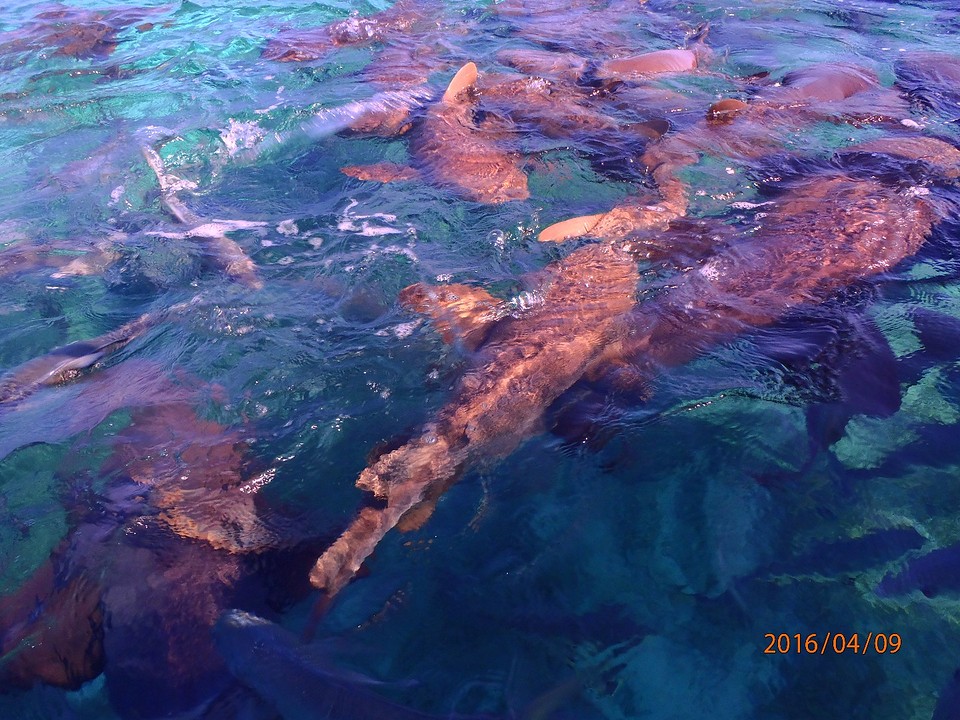 P4090117