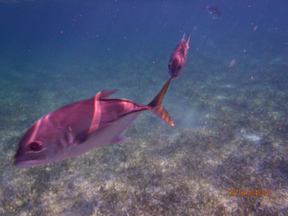 P4090144