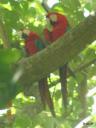 brazilie0019