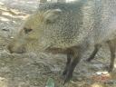 brazilie0021