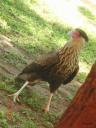 brazilie0022