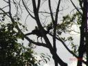 brazilie0024