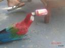 brazilie0028