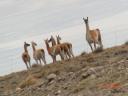 patagonie0010