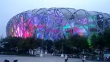Bird's nest