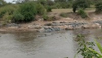 Hippo pool