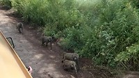 De passerende bavianen familie