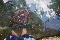 Zeeschildpad!