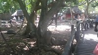 Landschildpadden op Prison Island