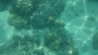 Snorkelen met Danique