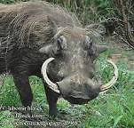Warthog