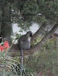 Samango monkey