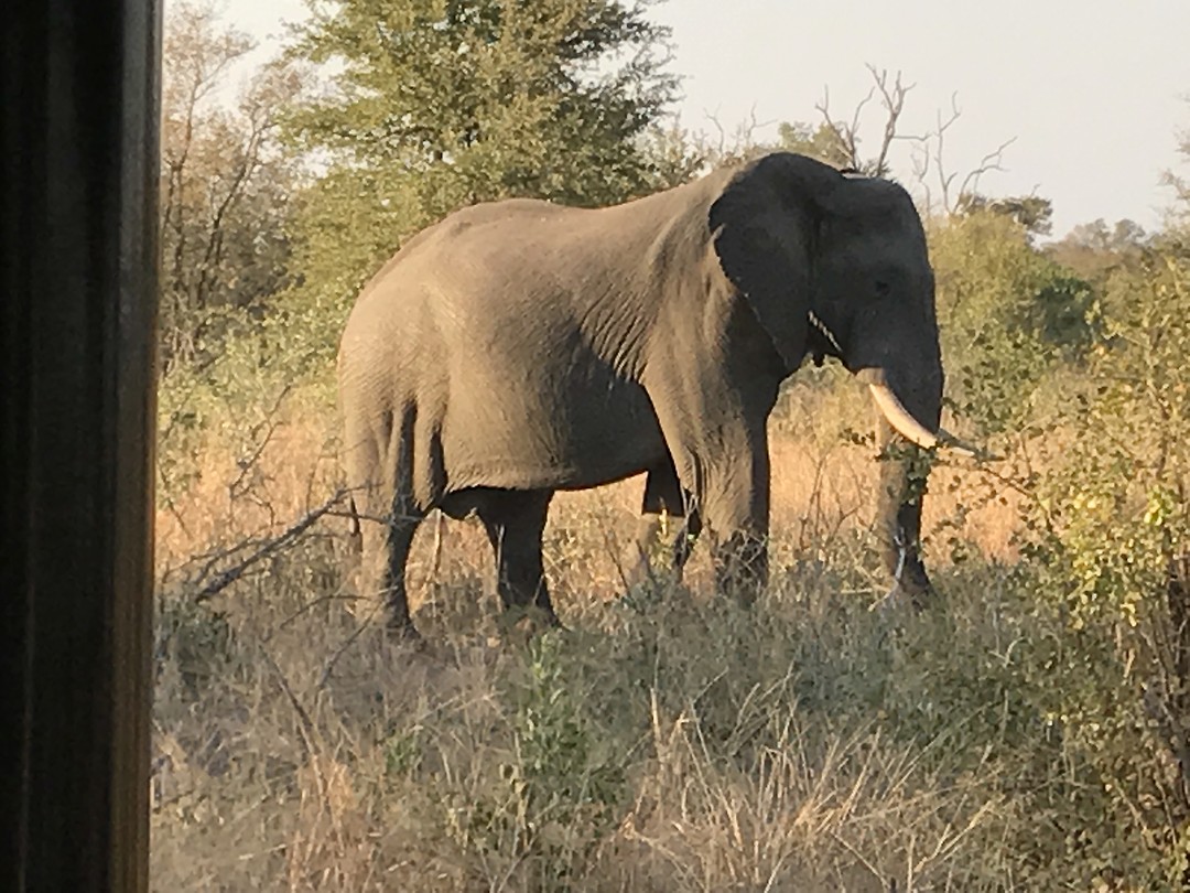 Dumbo, Zuid Afrika