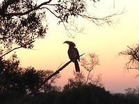 Zazu zonsopkomst