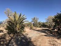 Palm oase