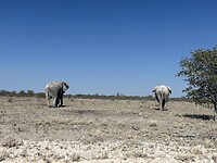 🐘🐘