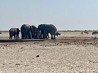 Olifanten en geïrriteerde neushoorn