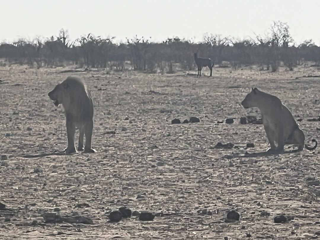 Leeuwen 🦁 🦁